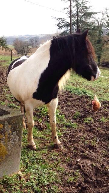 cheval